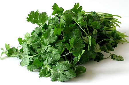 cilantro