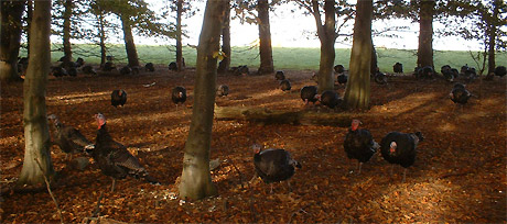 turkeys-in-woods06