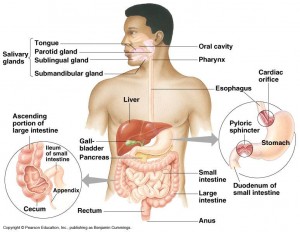 digestion anatomy digestion anatomy